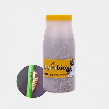 Adalia control Aphid 【Effective ladybug against aphids】| GB