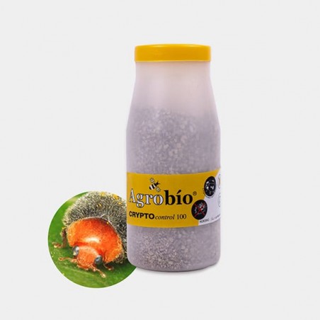 Crypto Control Mealybug» Biological solution against scale insects