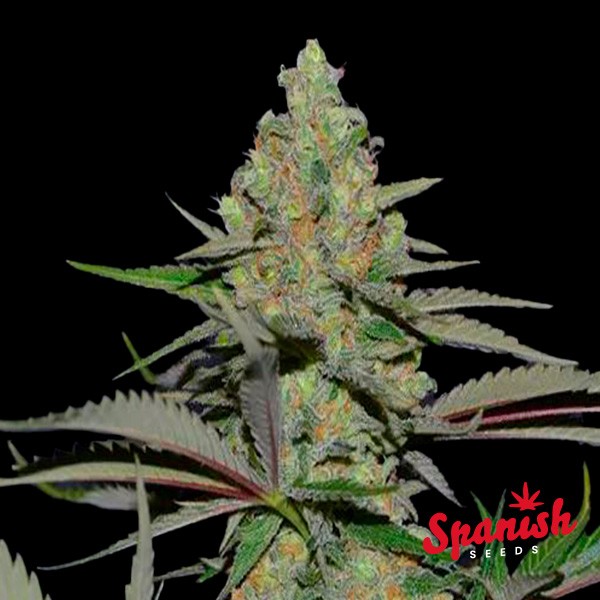 View White Widow x Critical Spanish Seeds