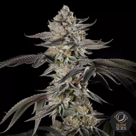 Cherry Essence | Abundant harvests full of flavor