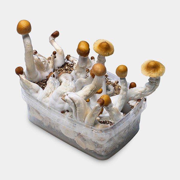 Psilocybin Microdosing Kit Pro Grow Kit