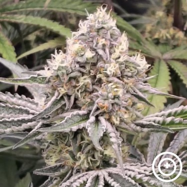 Fillmore Slim by Purple City Genetics