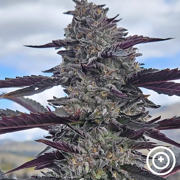 View Hooch by Purple City Genetics