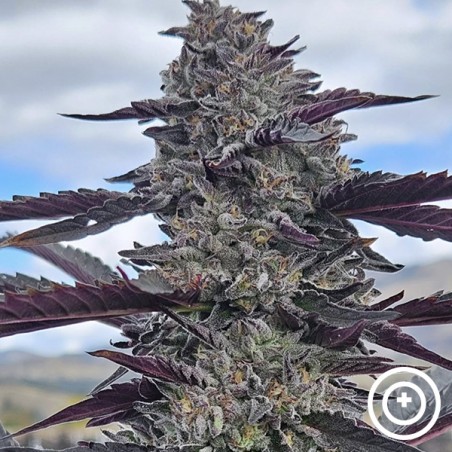 Hooch by Purple City Genetics