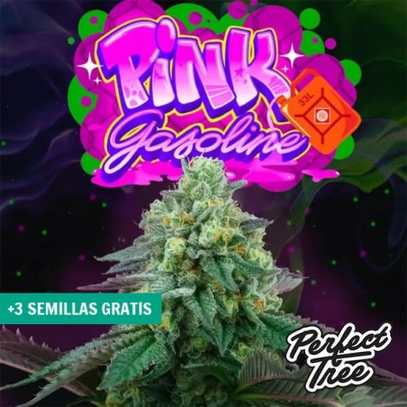 Pink Gasoline 【Award-Winning Genetics with Intense Flavor】 | GB