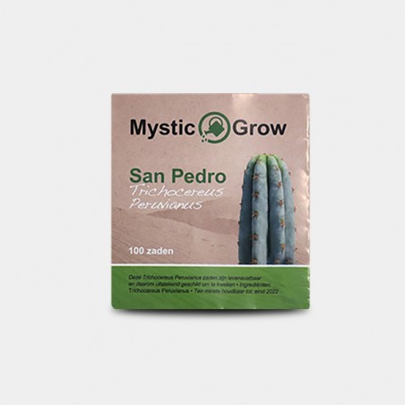 San Pedro seeds