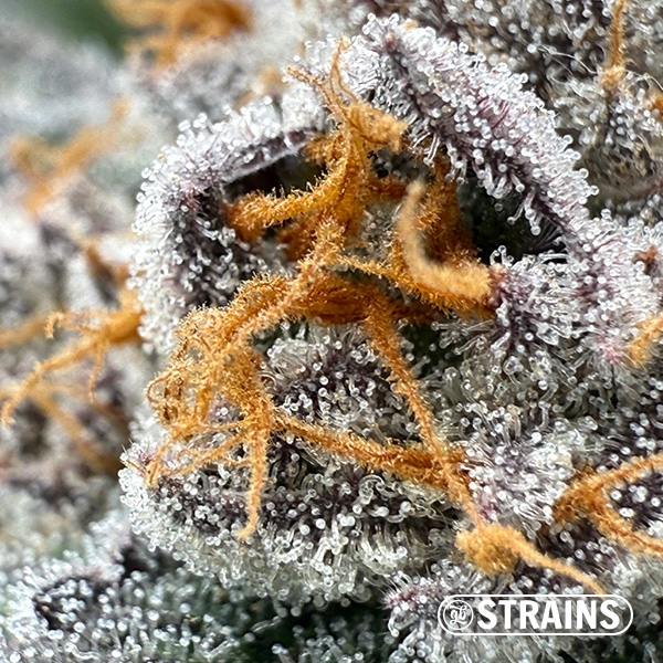 Gelonade, feminized seed from GB Strains: Citrus and extreme production