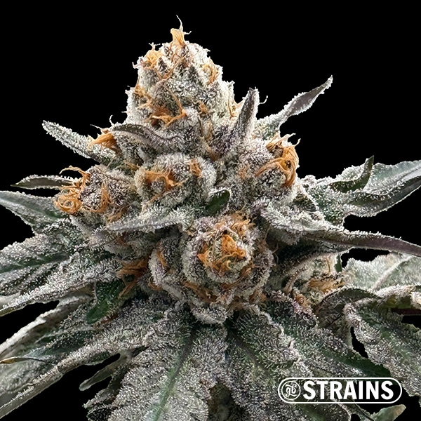 View Gelonade, feminized seed from GB Strains: Citrus and extreme production