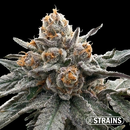 Gelonade, feminized seed from GB Strains: Citrus and extreme production