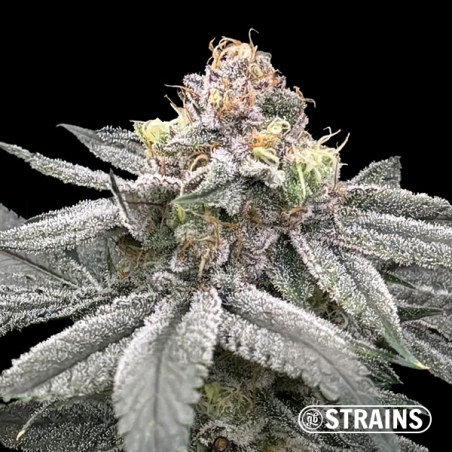 Zushi Z, feminized seed from GB Strains: Flavor explosion