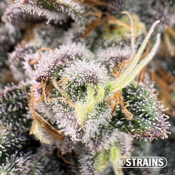 Zushi Z, feminized seed from GB Strains: Flavor explosion