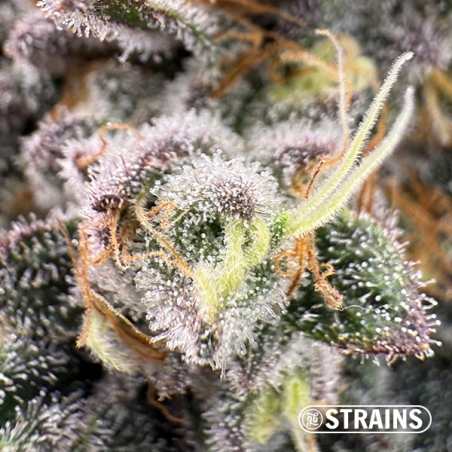 Zushi Z, feminized seed from GB Strains: Flavor explosion