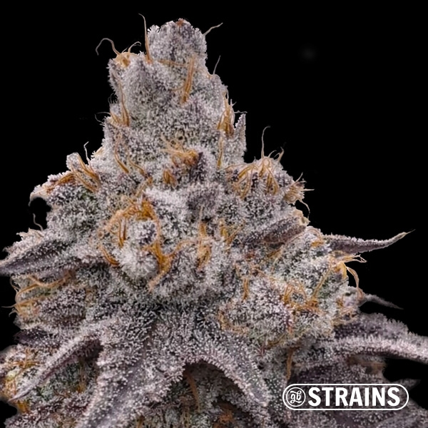 View Grape Sweet - Feminized seeds with intense fruity flavor
