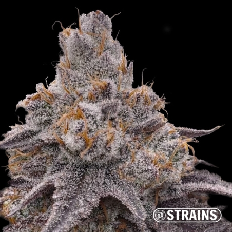 Grape Sweet - Feminized seeds with intense fruity flavor