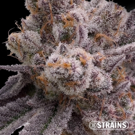 Grape Sweet - Feminized seeds with intense fruity flavor