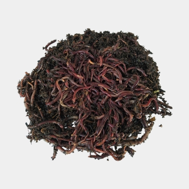 Californian red worm