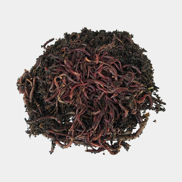 California red worm