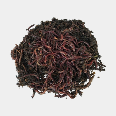 California red worm