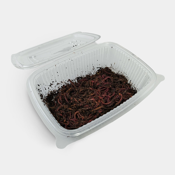 California red worm open