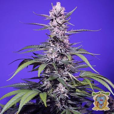 Permanent Marker XL Auto Sweet Seeds