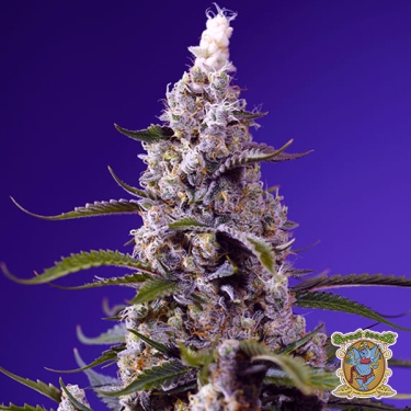 Banana Cream Cake XL Auto Sweet Seeds