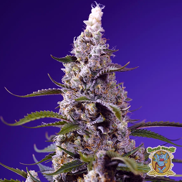 View Banana Cream Cake XL Auto Sweet Seeds