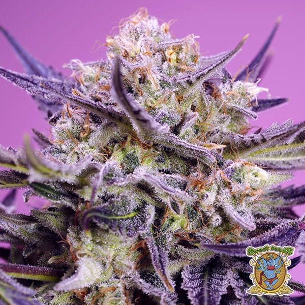 View Pink Guava F1 Fast Version Sweet Seeds