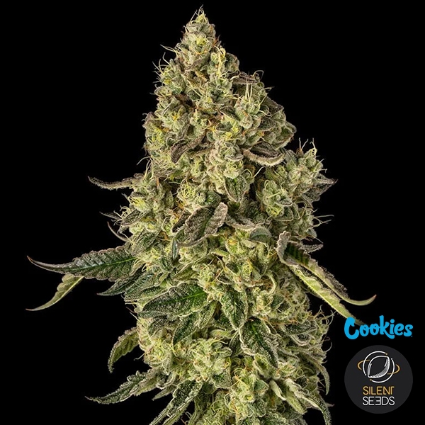 View Peach Cake | Silent Seeds & Cookies