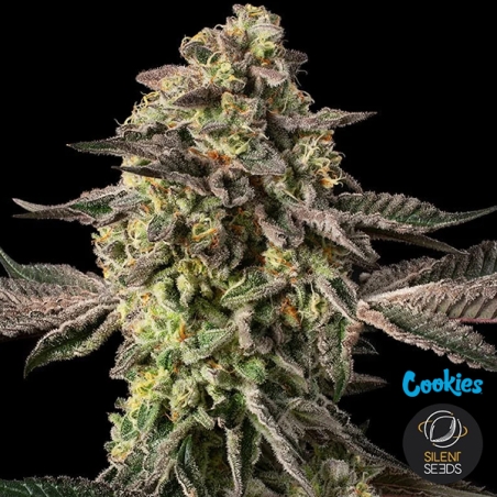 Sugar Rock by Silent Seeds & Cookies | Feminized Seed