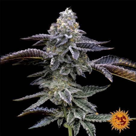 Barney’s Farm Gas Pack Strains  Blue dream