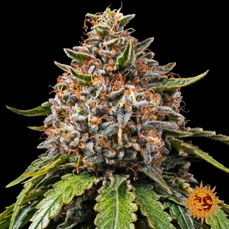 Barney’s Farm Gas Pack Strains White widow