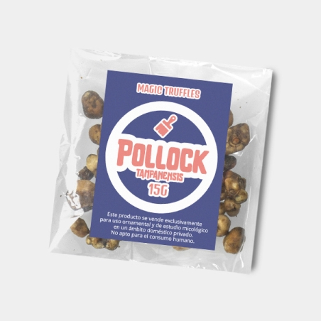 Magic Truffle Tampanensis Pollock: Gentle Psychedelic Voyage 🚀
