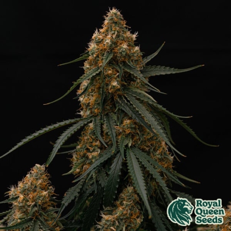 Gaia F1 Auto | Fast F1 Autoflowering Seed
