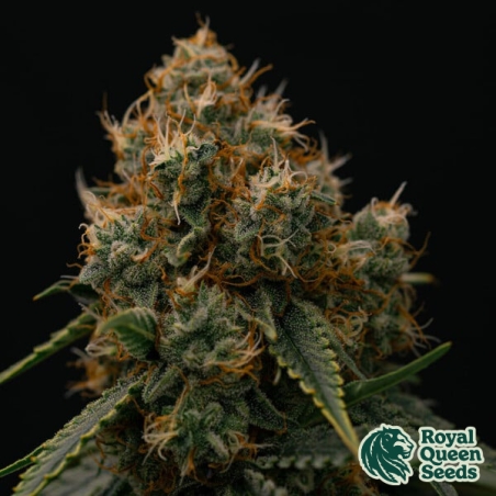 Gaia F1 Auto | Fast F1 Autoflowering Seed