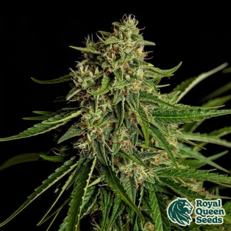 Gaia F1 Auto | Fast F1 Autoflowering Seed