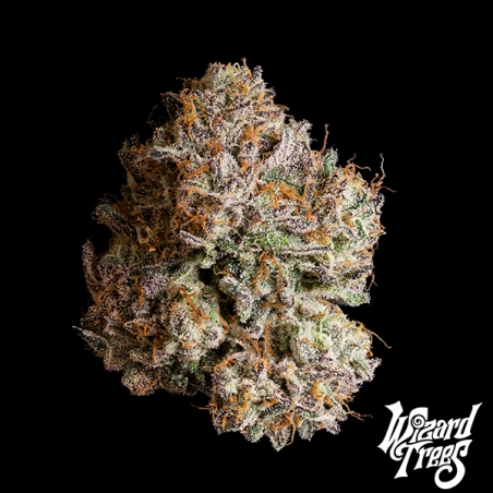 Obsidian by Wizard Trees