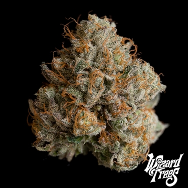 Night Ritual by Wizard Trees