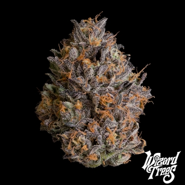 Black Bow by Wizard Trees