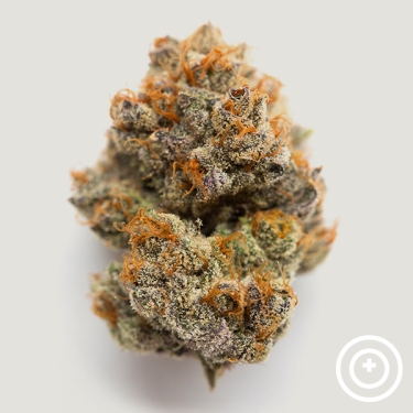 View Habibbi Purple City Genetics
