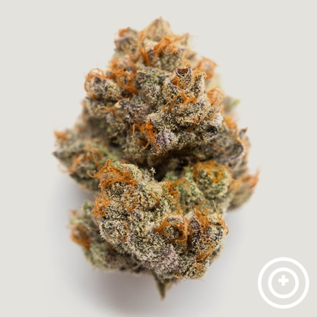 Habibbi Purple City Genetics