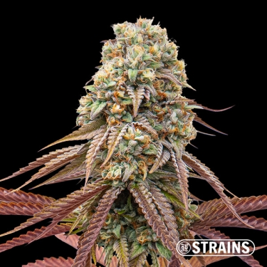 Sweet Grape Auto: Sweet and Potent Autoflowering GB Strains