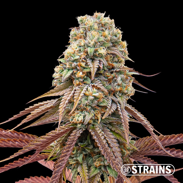 View Sweet Grape Auto: Sweet and Potent Autoflowering GB Strains