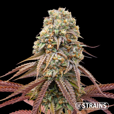Sweet Grape Auto: Sweet and Potent Autoflowering GB Strains