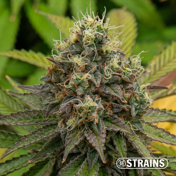 Gelonade Auto GB Strains: Potent, citrusy, and resinous