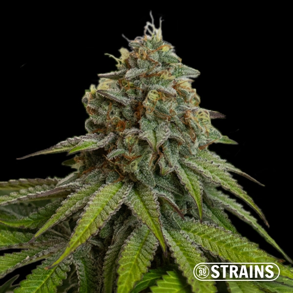 View Gelonade Auto GB Strains: Potent, citrusy, and resinous