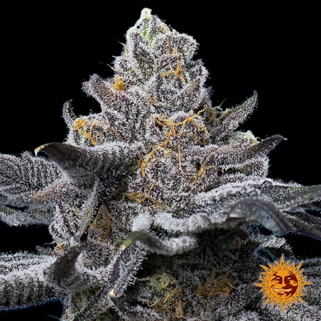 Barney's Farm LFG Feminized Seed | Brutal Potency