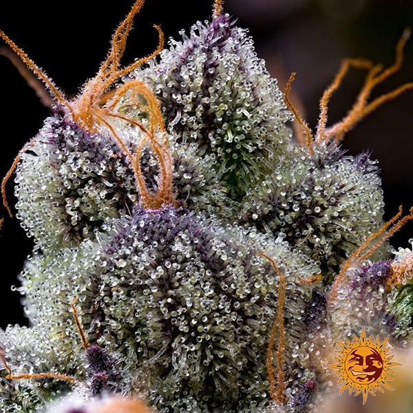 Barney's Farm LFG Feminized Seed | Brutal Potency