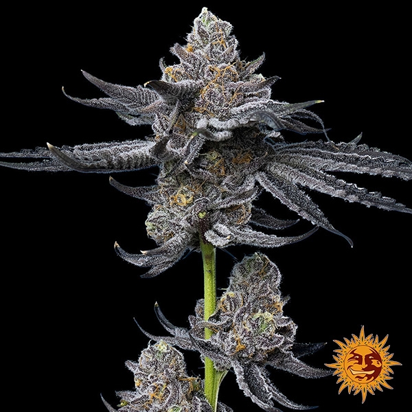 Barney's Farm LFG Feminized Seed | Brutal Potency
