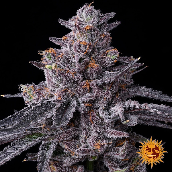 View Barney's Farm Zillions Feminized Seeds | Candy Flavor