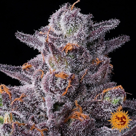 Barney's Farm Zillions Feminized Seeds | Candy Flavor